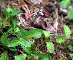 Attēlu rezultāti vaicājumam “Veronica officinalis fruit”