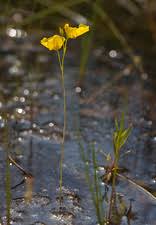 Attēlu rezultāti vaicājumam “Utricularia intermedia bud”