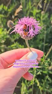 Attēlu rezultāti vaicājumam “Centaurea scabiosa leaf”