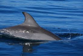 Image result for Tursiops truncatus