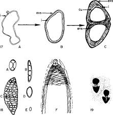 Attēlu rezultāti vaicājumam “Pertusaria pertusa”