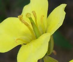 Attēlu rezultāti vaicājumam “Diplotaxis muralis flower”