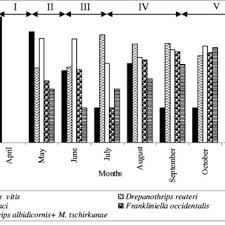 Attēlu rezultāti vaicājumam “Symphytocarpus impexus plasmodium”