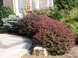 Attēlu rezultāti vaicājumam “Berberis thunbergii flower”