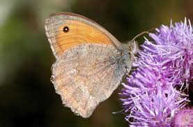 Attēlu rezultāti vaicājumam “Hyponephele lycaon female”