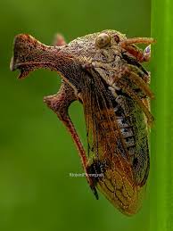 Attēlu rezultāti vaicājumam “Centrotus cornutus”