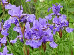 Attēlu rezultāti vaicājumam “Iris sibirica leaf”