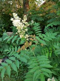 Attēlu rezultāti vaicājumam “Sorbaria sorbifolia”