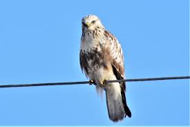 Attēlu rezultāti vaicājumam “Buteo lagopus”