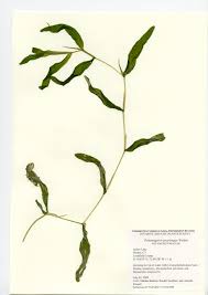 Attēlu rezultāti vaicājumam “Potamogeton praelongus”