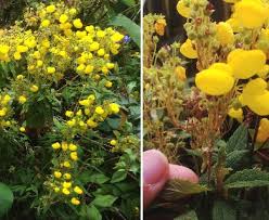 Image result for Calceolaria integrifolia