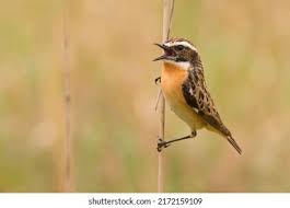 Attēlu rezultāti vaicājumam “Saxicola rubetra adult”