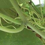 Attēlu rezultāti vaicājumam “Thladiantha dubia leaf”