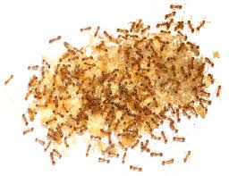 Attēlu rezultāti vaicājumam “Myrmica rubra”