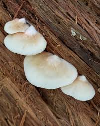 Attēlu rezultāti vaicājumam “Crepidotus applanatus”