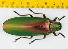 Attēlu rezultāti vaicājumam “Buprestidae”
