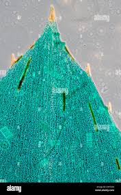 Attēlu rezultāti vaicājumam “Hydrilla verticillata leaf”