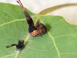 Attēlu rezultāti vaicājumam “Cerura vinula larva”