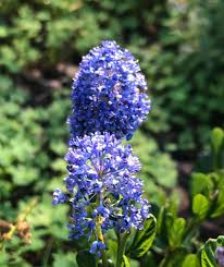 Attēlu rezultāti vaicājumam “Syringa vulgaris”