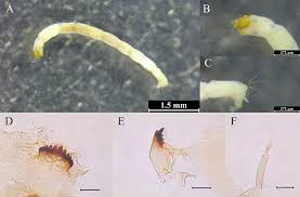 Attēlu rezultāti vaicājumam “Chironomidae imago”
