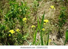 Attēlu rezultāti vaicājumam “Sisymbrium loeselii flower”