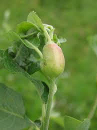 Attēlu rezultāti vaicājumam “Rabdophaga salicis”