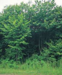 Attēlu rezultāti vaicājumam “Hydrelia sylvata”