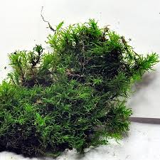 Attēlu rezultāti vaicājumam “Oxystegus tenuirostris”