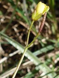 Attēlu rezultāti vaicājumam “Diplotaxis tenuifolia bud”