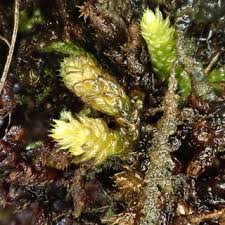 Attēlu rezultāti vaicājumam “Geocalyx graveolens”