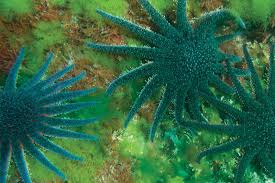 Image result for Asterias rubens