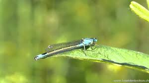 Attēlu rezultāti vaicājumam “Ischnura pumilio”