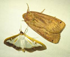 Attēlu rezultāti vaicājumam “Parasemia plantaginis female”