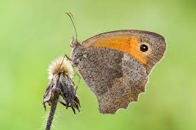 Attēlu rezultāti vaicājumam “Hyponephele lycaon”