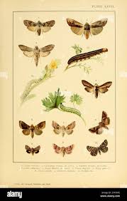 Attēlu rezultāti vaicājumam “Lithophane furcifera”