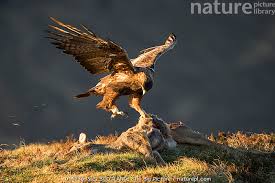 Attēlu rezultāti vaicājumam “Aquila chrysaetos adult”