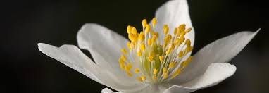 Image result for Buschwindröschen