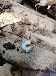 Attēlu rezultāti vaicājumam “Gnorimus variabilis”