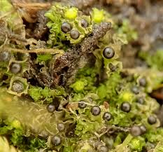 Attēlu rezultāti vaicājumam “Fossombronia wondraczekii”