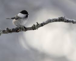 Attēlu rezultāti vaicājumam “Poecile montanus adult”