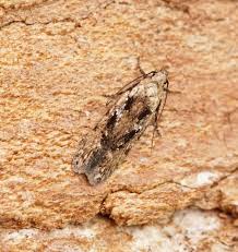 Attēlu rezultāti vaicājumam “Carpatolechia alburnella”