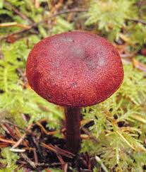Attēlu rezultāti vaicājumam “Cortinarius sanguineus”