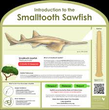 Image result for Pristis pectinata