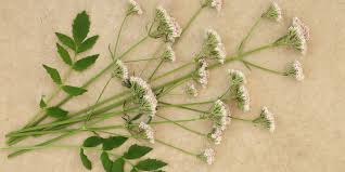 Attēlu rezultāti vaicājumam “Valeriana officinalis fruit”