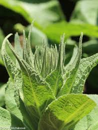 Attēlu rezultāti vaicājumam “Verbascum densiflorum bud”