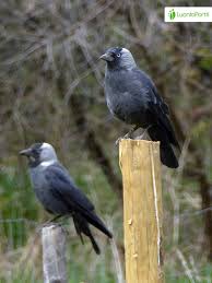 Attēlu rezultāti vaicājumam “Corvus monedula adult”