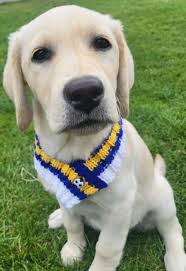 Image result for Leeds Mad Dogs