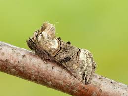 Attēlu rezultāti vaicājumam “Abrostola tripartita”