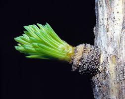 Attēlu rezultāti vaicājumam “Larix decidua var. polonica”