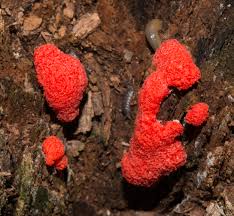 Attēlu rezultāti vaicājumam “Tubifera ferruginosa (subsp. ferruginosa) macro”